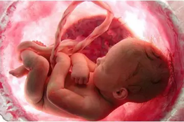 Anne Karnında Bebek Gelişimi