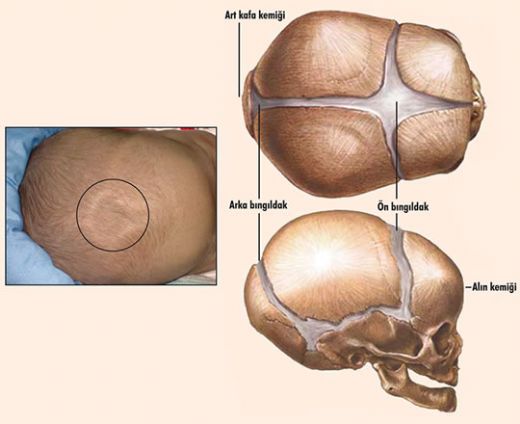 Bebeklerde Bıngıldak Bebeklerde Bıngıldağın Görevi Nelerdir?